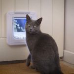 درب تردد سگ و گربه فلپ میکروچیپ الیت CAT MATE مدل 355W با تایمر دیجیتال و نمایشگر LCD