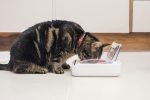 کاسه غذای حیوانات خانگی Sure Petcare SureFeed - Image 3