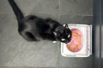 کاسه غذای حیوانات خانگی Sure Petcare SureFeed - Image 6