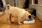 کاسه غذای حیوانات خانگی Sure Petcare SureFeed - Image 4