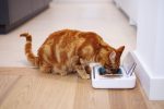 کاسه غذای حیوانات خانگی Sure Petcare SureFeed - Image 5